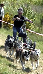 Peter mushing dogs